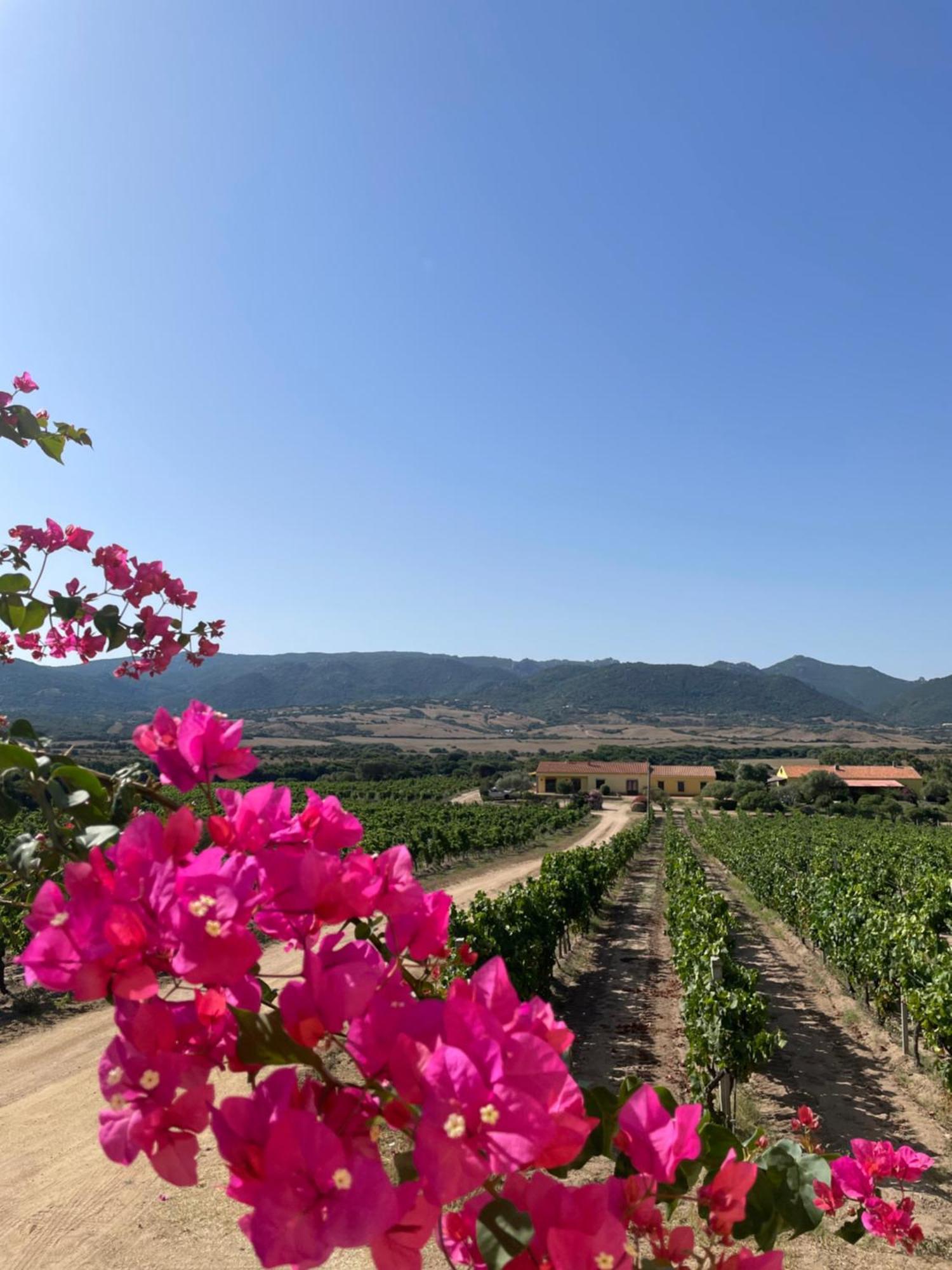 Agriturismo Campesi Casale Tra Le Vigne Альенту Экстерьер фото